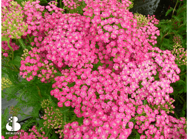 Achillea millefolium   'Summerwine'